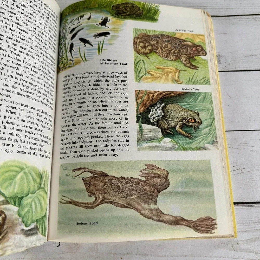 New Golden Treasury of Natural History Parker 1968 1st Print Golden Press
